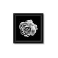 Picture of Black and White Rose _GroupedProduct_Square_Framed_Matted_