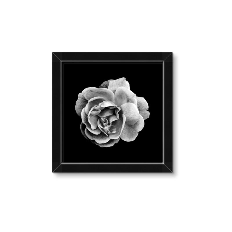 Picture of Black and White Rose _GroupedProduct_Square_Framed_Matted_