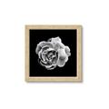 Picture of Black and White Rose _GroupedProduct_Square_Framed_Matted_