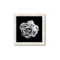 Picture of Black and White Rose _GroupedProduct_Square_Framed_Matted_