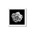 Picture of Black and White Rose _GroupedProduct_Square_Framed_Matted_