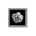 Picture of Black and White Rose _GroupedProduct_Square_Framed_Matted_