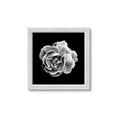 Picture of Black and White Rose _GroupedProduct_Square_Framed_Matted_