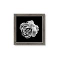 Picture of Black and White Rose _GroupedProduct_Square_Framed_Matted_