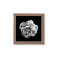 Picture of Black and White Rose _GroupedProduct_Square_Framed_Matted_