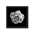 Picture of Black and White Rose _GroupedProduct_Square_Framed_Matted_