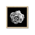 Picture of Black and White Rose _GroupedProduct_Square_Framed_Matted_