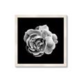 Picture of Black and White Rose _GroupedProduct_Square_Framed_Matted_