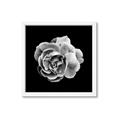 Picture of Black and White Rose _GroupedProduct_Square_Framed_Matted_
