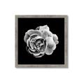 Picture of Black and White Rose _GroupedProduct_Square_Framed_Matted_