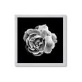 Picture of Black and White Rose _GroupedProduct_Square_Framed_Matted_