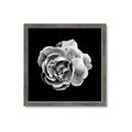 Picture of Black and White Rose _GroupedProduct_Square_Framed_Matted_