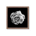 Picture of Black and White Rose _GroupedProduct_Square_Framed_Matted_