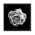 Picture of Black and White Rose _GroupedProduct_Square_Framed_Matted_