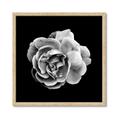 Picture of Black and White Rose _GroupedProduct_Square_Framed_Matted_