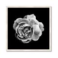 Picture of Black and White Rose _GroupedProduct_Square_Framed_Matted_