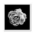 Picture of Black and White Rose _GroupedProduct_Square_Framed_Matted_
