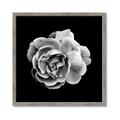 Picture of Black and White Rose _GroupedProduct_Square_Framed_Matted_