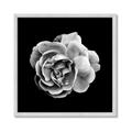 Picture of Black and White Rose _GroupedProduct_Square_Framed_Matted_