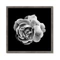 Picture of Black and White Rose _GroupedProduct_Square_Framed_Matted_