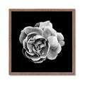 Picture of Black and White Rose _GroupedProduct_Square_Framed_Matted_