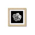 Picture of Black and White Rose _GroupedProduct_Square_Framed_Matted_