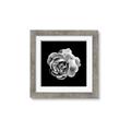 Picture of Black and White Rose _GroupedProduct_Square_Framed_Matted_
