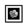 Picture of Black and White Rose _GroupedProduct_Square_Framed_Matted_