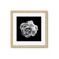 Picture of Black and White Rose _GroupedProduct_Square_Framed_Matted_