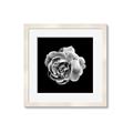 Picture of Black and White Rose _GroupedProduct_Square_Framed_Matted_