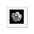Picture of Black and White Rose _GroupedProduct_Square_Framed_Matted_