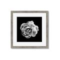 Picture of Black and White Rose _GroupedProduct_Square_Framed_Matted_