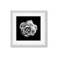 Picture of Black and White Rose _GroupedProduct_Square_Framed_Matted_