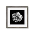 Picture of Black and White Rose _GroupedProduct_Square_Framed_Matted_