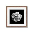 Picture of Black and White Rose _GroupedProduct_Square_Framed_Matted_