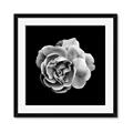 Picture of Black and White Rose _GroupedProduct_Square_Framed_Matted_