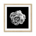 Picture of Black and White Rose _GroupedProduct_Square_Framed_Matted_