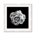 Picture of Black and White Rose _GroupedProduct_Square_Framed_Matted_