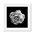 Picture of Black and White Rose _GroupedProduct_Square_Framed_Matted_