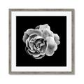 Picture of Black and White Rose _GroupedProduct_Square_Framed_Matted_