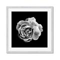 Picture of Black and White Rose _GroupedProduct_Square_Framed_Matted_