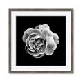 Picture of Black and White Rose _GroupedProduct_Square_Framed_Matted_