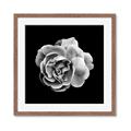 Picture of Black and White Rose _GroupedProduct_Square_Framed_Matted_