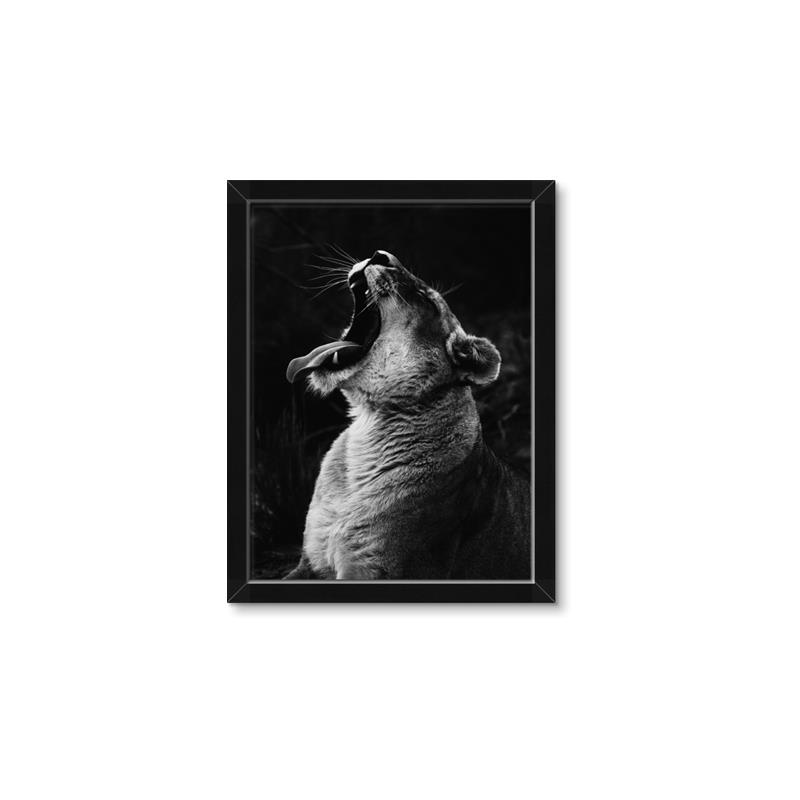 Picture of Yawning lion _GroupedProduct_Rectangle_Portrait_Photography _GroupedProduct_Rectangle_Portrait_Framed_Matted_