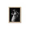 Picture of Yawning lion _GroupedProduct_Rectangle_Portrait_Photography _GroupedProduct_Rectangle_Portrait_Framed_Matted_