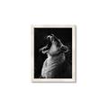 Picture of Yawning lion _GroupedProduct_Rectangle_Portrait_Photography _GroupedProduct_Rectangle_Portrait_Framed_Matted_