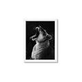 Picture of Yawning lion _GroupedProduct_Rectangle_Portrait_Photography _GroupedProduct_Rectangle_Portrait_Framed_Matted_