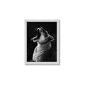 Picture of Yawning lion _GroupedProduct_Rectangle_Portrait_Photography _GroupedProduct_Rectangle_Portrait_Framed_Matted_