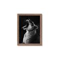 Picture of Yawning lion _GroupedProduct_Rectangle_Portrait_Photography _GroupedProduct_Rectangle_Portrait_Framed_Matted_