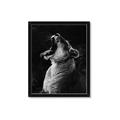 Picture of Yawning lion _GroupedProduct_Rectangle_Portrait_Photography _GroupedProduct_Rectangle_Portrait_Framed_Matted_